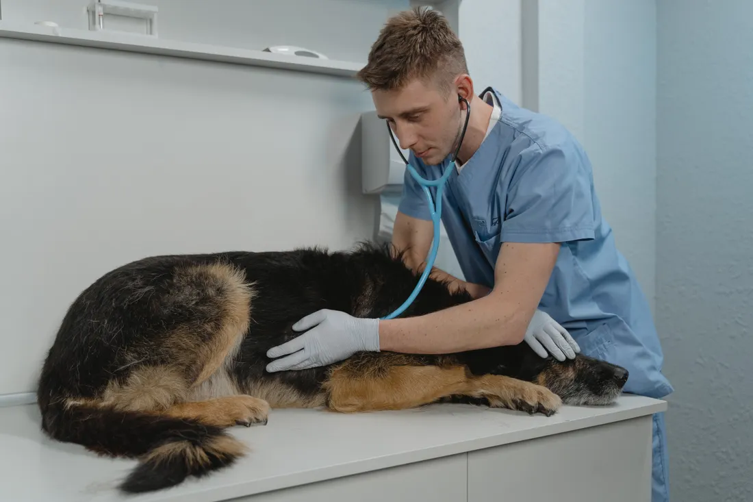 Veterinario revisando a un perro en la consulta